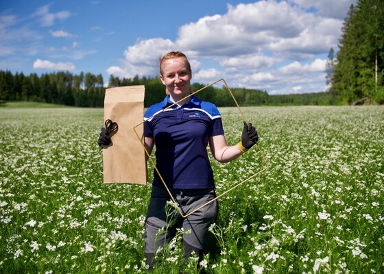 Nyt selvitetään satokuminan ravinteiden ottoa