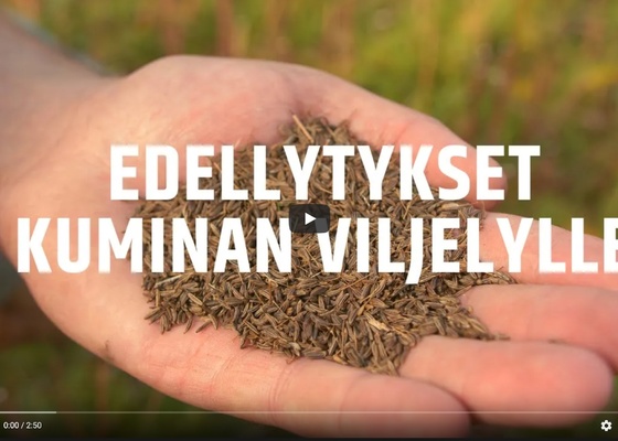 Edellytykset kuminan viljelylle