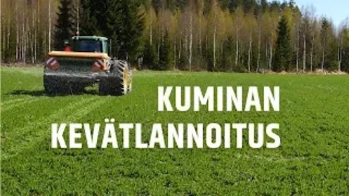 Kuminan kevätlannoitus