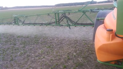 Miltä näyttää kuminan taimi? Ja koska ruiskutellaan rikkoja?