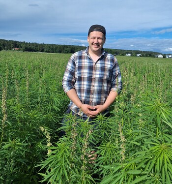 Luomuhamppua ja kuminan koeruutuja
