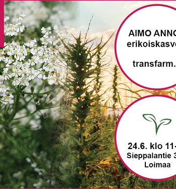 Aimo Annos -tapahtuman järjestelyt Loimaalla hyvässä vauhdissa