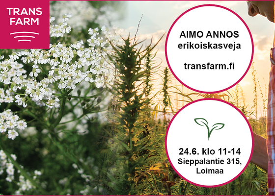 Aimo Annos -tapahtuman järjestelyt Loimaalla hyvässä vauhdissa