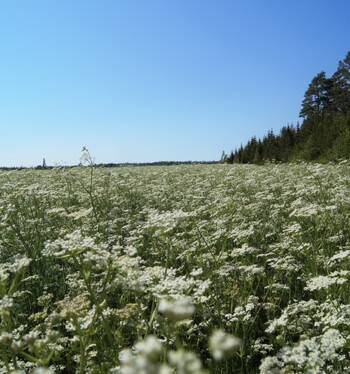 VYR: Sopimustuotannon suosio kasvaa, erikoiskasvit suunnannäyttäjinä