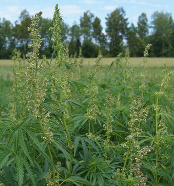 Trans Farm Mustialan pellonpiennarpäivässä 11.8.
