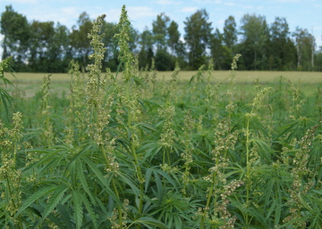 Trans Farm Mustialan pellonpiennarpäivässä 11.8.