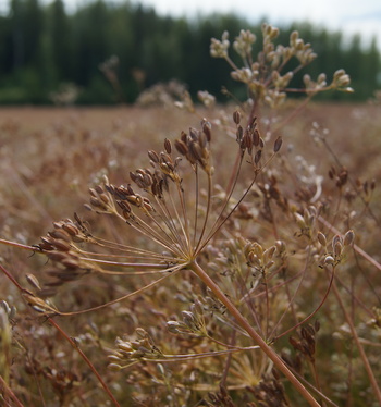 Kuminan puintikausi käynnistymässä