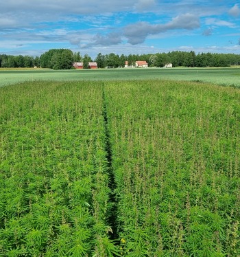 Lajikevertailua virallisilla lajikekokeilla