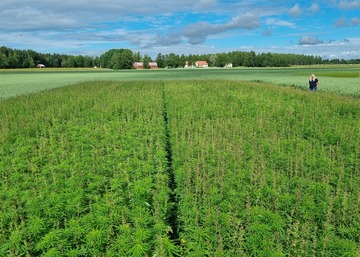 Lajikevertailua virallisilla lajikekokeilla