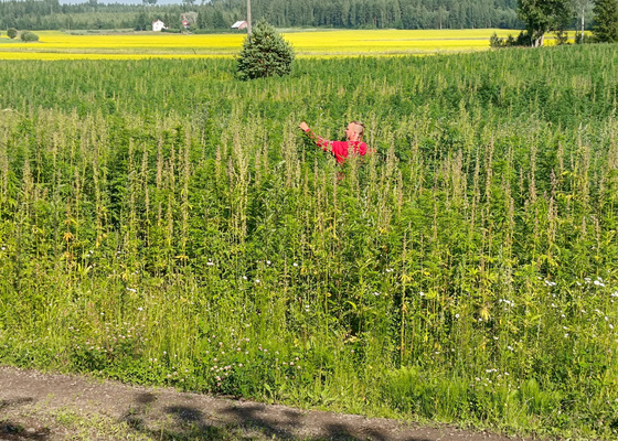 Harri Uuttu kylvi öljyhamppua ennätysaikaisin. Miltä kasvusto näyttää nyt?