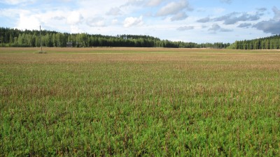 Kuminat pääosin korjattu ja kuivattu