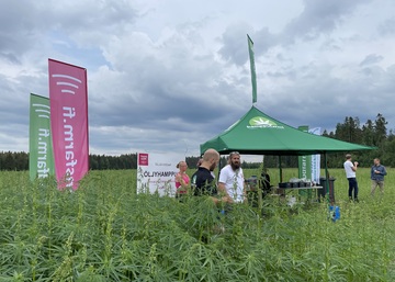 Kumina- ja öljyhamppuasiaa pellon pientareelta