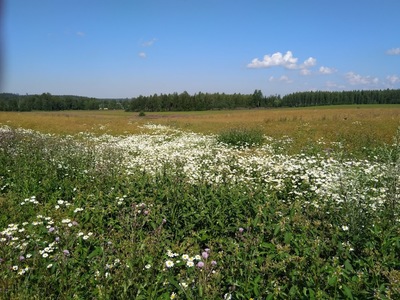 Saunakukan torjunta satovuoden kuminasta