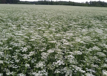 Vielä pari sanaa kuminakoista