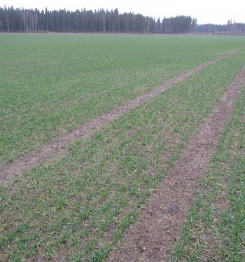 Kuminan sopimusalaa kasvatetaan