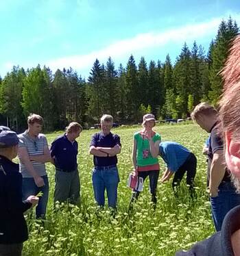 Kuminaväkeä pellonpientareella