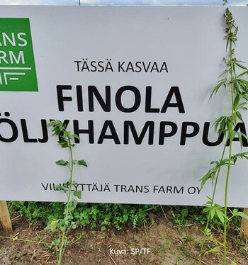 Öljyhamppu kiinnostaa - sopimustuotantoa käynnistellään Trans Farmilla