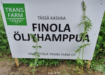 Öljyhamppu kiinnostaa - sopimustuotantoa käynnistellään Trans Farmilla