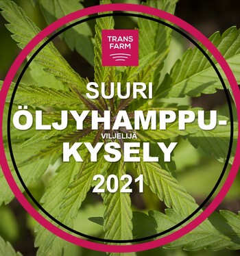 Hamppukyselyn ennakkotietoa - yli puolet kevytmuokkaa ja kylvää hampun aluskasvin kera