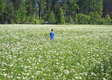 Satokuminat kukassa ja kylvöt valmiina