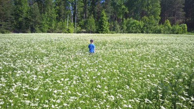 Satokuminat kukassa ja kylvöt valmiina