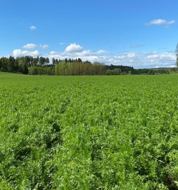 Tarkennusta lannoitukseen - satokuminan ravinteiden ottoa selvitetään