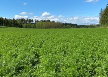 Tarkennusta lannoitukseen - satokuminan ravinteiden ottoa selvitetään