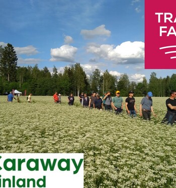 Tervetuloa tutustumaan kuminan lajikekokeisiin sekä öljyhampun ja korianterin demoruutuihin!