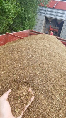 Ensimmäiset kuminat puitu