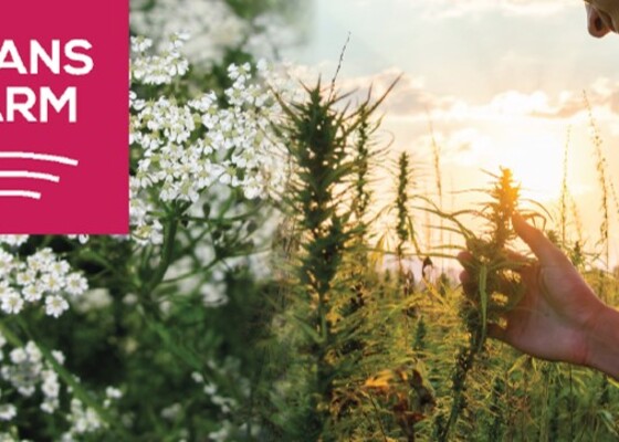 Aimo annos erikoiskasveja Trans Farmin tapaan Loimaalla 24.6.