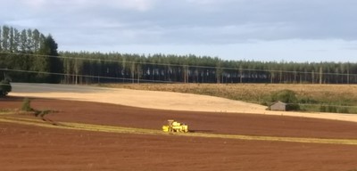 Mitä kuminalle kuuluu sadonkorjuun jälkeen?