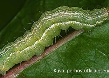 Gammayökkösten toukat järsivät kuminan taimet ja härkäpapukasvustot palkoja myöden