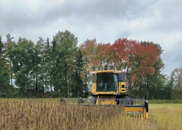 Sää suosi Ypäjän puintinäytöstä, sato 1000 kg/ha