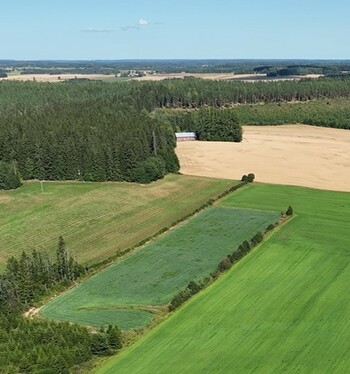 Valon määrä saa puhelimen soimaan – erikoiskasveilla on nyt vetovoimaa