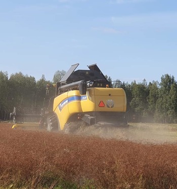 Kuminan puintikausi starttaa pian