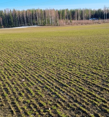 Vahvaa kasvua satovuoden kuminalohkolla