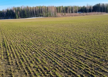 Vahvaa kasvua satovuoden kuminalohkolla