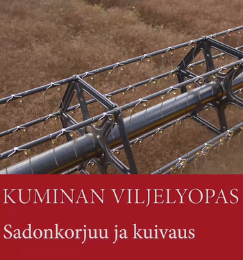 Kuminan sadonkorjuu ja kuivaus -videolla varaslähtö sadonkorjuuseen