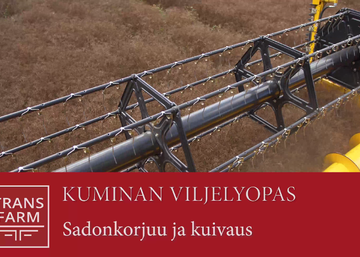 Kuminan sadonkorjuu ja kuivaus -videolla varaslähtö sadonkorjuuseen