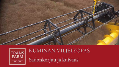 Kuminan sadonkorjuu ja kuivaus -videolla varaslähtö sadonkorjuuseen