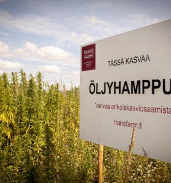 Maan kasvukuntoa ja hiilensidontaa - öljyhamppua viljelemässä