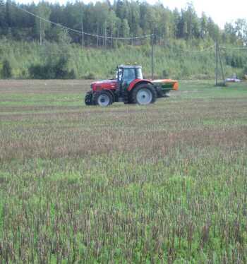 Kuminalohkojen syyslannoitus