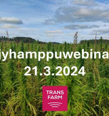 Öljyhamppuwebinaaritallenne on julkaistu
