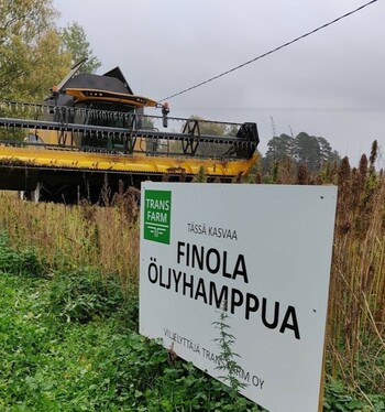 Luvatusta poudasta kehkeytyi tihkusadetta - Öljyhamppua puitiin näytöstyyliin Janakkalassa