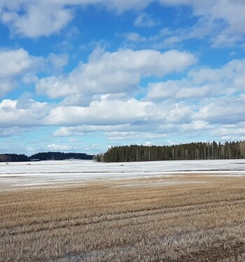 Kevät tulee kuminamaalle