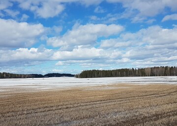 Kevät tulee kuminamaalle