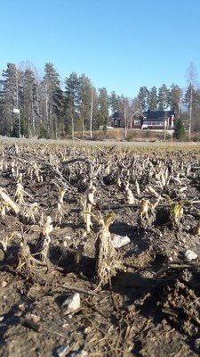 Ajankohtaista kuminalohkolta: roustetta havaittu ja kevätlannoituksille ollaan lähdössä