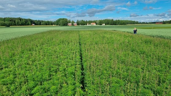 Finola2 - uusi öljyhamppulajike