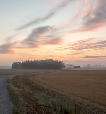 Viljelysopimus varmistaa väylän markkinoille - kumina ja öljyhamppu ajankohtaisia juuri nyt