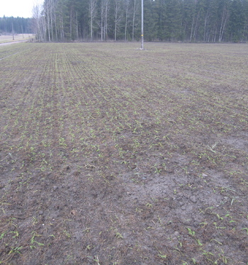 Kuinka kumina pärjää, jos talvi jää välistä?